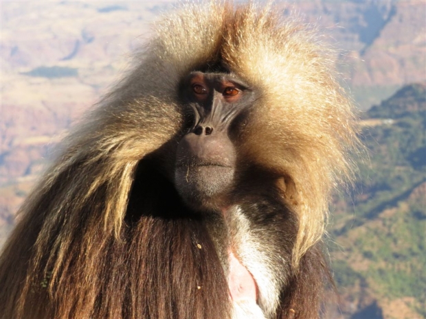 2017 Mar: The Great Monkey Cascade, Geladas in the Simiens