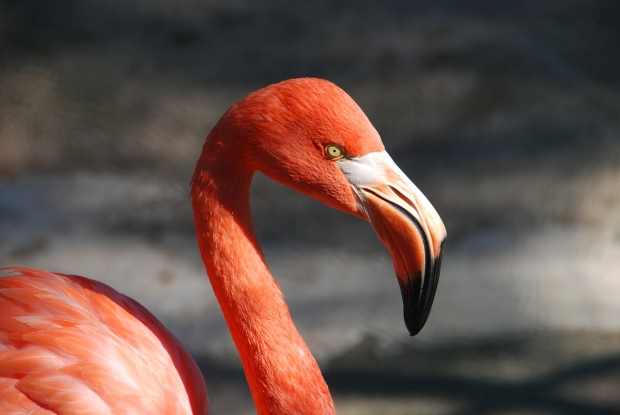 Celebrate Flamingo Day