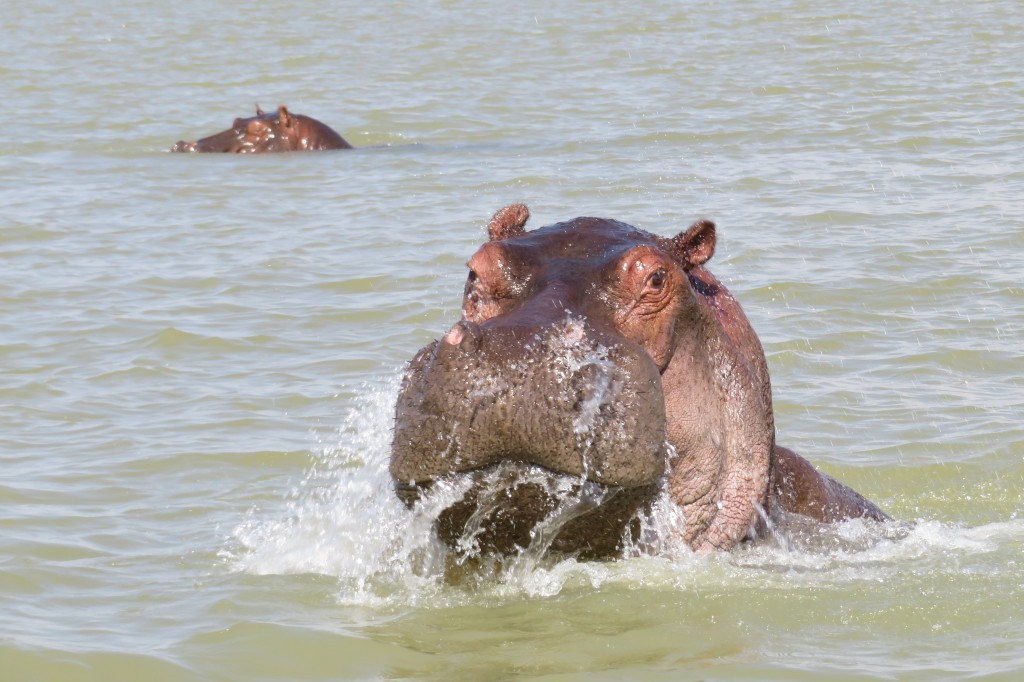 Hippos guarding the start of the Blue Nile where it drains Lake Tana in Ethiopia